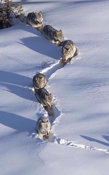 Крещенские морозы