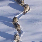 Крещенские морозы